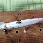 Rapala   Floating Finland  6,5cm Rainbow Trout - pikkukuva 4