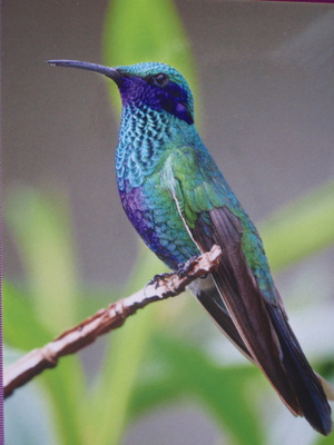 Kolibri