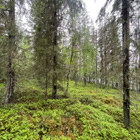 Taivalkoskella mökkitontti järvenrannassa - pikkukuva 2