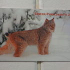 Sonera P69 - pikkukuva 1