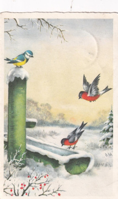 Linnut , Punatulkku, tiainen , b599