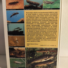Perhokalastajan hyönteistieto - pikkukuva 2