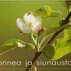 kortti Puu tai marja - erilaisia valokuvakortteja - pikkukuva 4