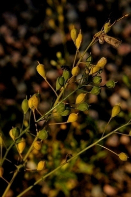 Ruistankio (Camelina sativa), siemeniä 50 kpl
