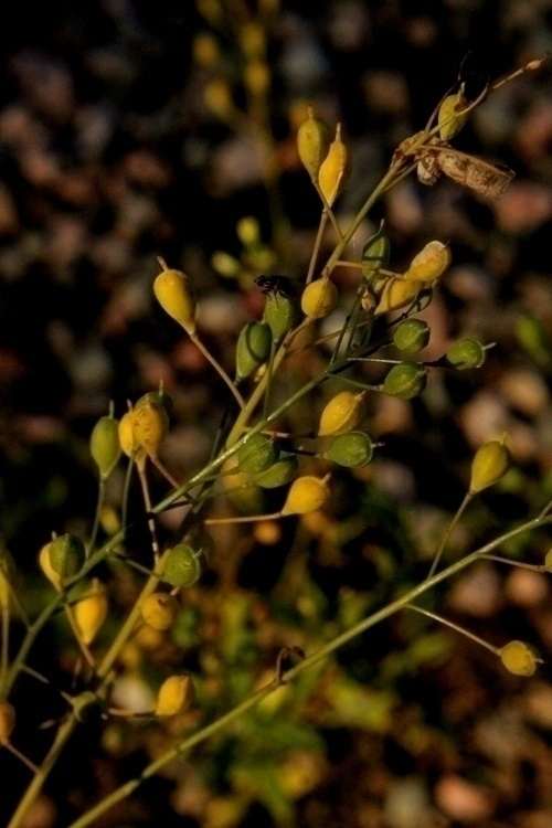 Ruistankio (Camelina sativa), siemeniä 50 kpl