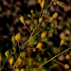 Ruistankio (Camelina sativa), siemeniä 50 kpl - pikkukuva 1