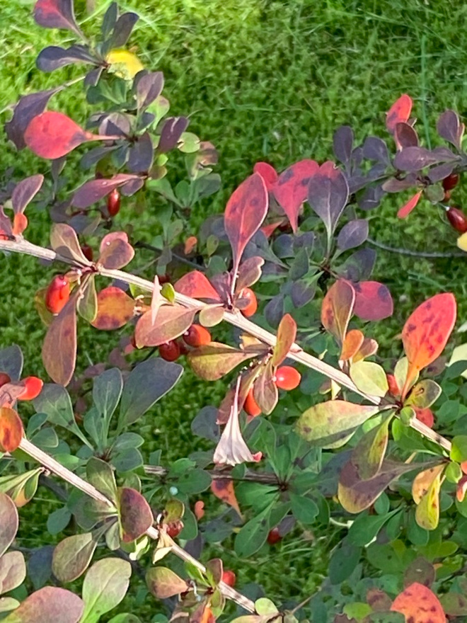 Japaninhappomarja (Berberis thunbergii), siemeniä 30 kpl