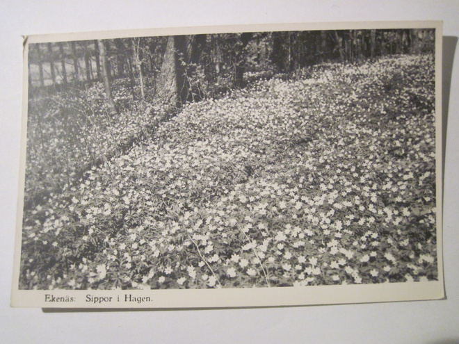VANHA Postikortti Tammisaari 1930-luku