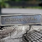Talvisodan Muistomitalin solki Ilmapuolustus. Varhainen. - pikkukuva 4