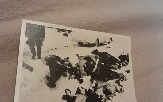 sotavalokuva kaatuneita vihollisia kuhmon lammenperästä