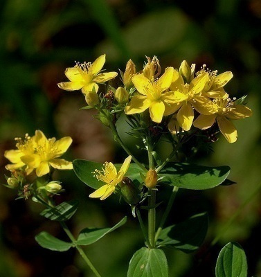 Ojakuisma (Hypericum tetrapterum), siemeniä 100 kpl