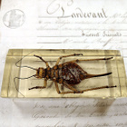 Natura Obscura – Entomologinen näyte no. 406 - pikkukuva 3