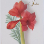 JAANA AALTO "Amaryllis"-UUSI JOULUKORTTI - pikkukuva 1
