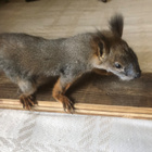 Täytetty orava - pikkukuva 4