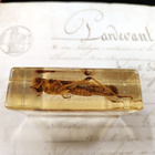 Natura Obscura – Entomologinen näyte no. 361 - pikkukuva 2