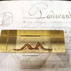 Natura Obscura – Entomologinen näyte no. 354 - pikkukuva 2