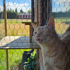 Kissan Ulkoiluhäkki 260cm x210cm - pikkukuva 3