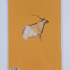 Ana Lopez del Hierro : The Cave at Nerja - pikkukuva 2