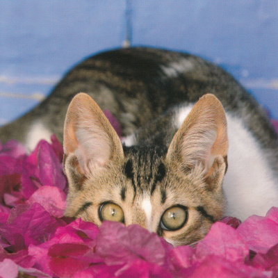 Kissa vaanii (neliökortti)