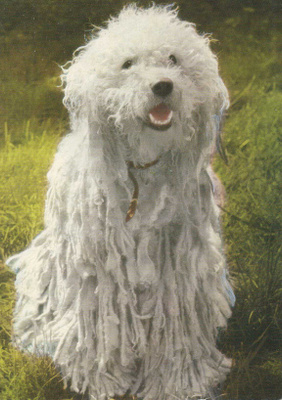 KOMONDOR POSTIKORTTI