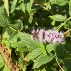 Viherminttu (Mentha spicata), siemeniä 100 kpl - pikkukuva 2