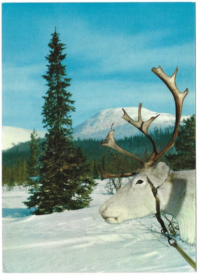Suomen Lappi (1976)