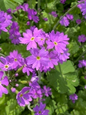 Siperianesikko (Primula cortusoides), siemeniä 50 kpl