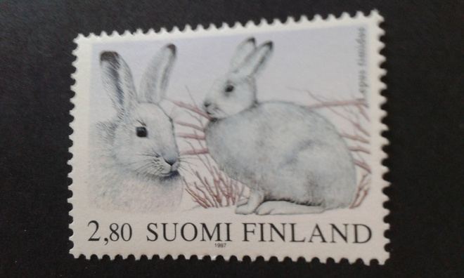 1997 metsäjänis**