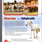 DVD: CHICAN TARINA Osa 1 - Matkalla kotiin - pikkukuva 2