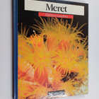 Meret : delfiinit, ryhävalas, hait, meritursas, ankerias,... - pikkukuva 1
