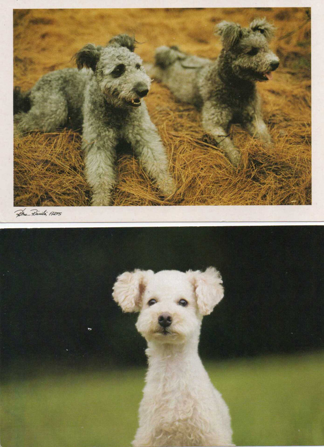 2 PUMI KOIRA POSTIKORTTIA