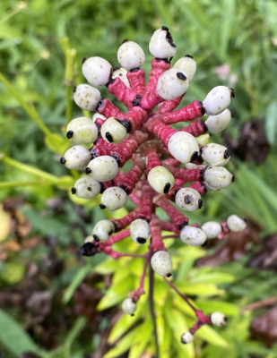 Valkokonnanmarja (Actaea pachypoda), siemeniä 50 kpl