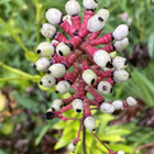 Valkokonnanmarja (Actaea pachypoda), siemeniä 50 kpl - pikkukuva 1