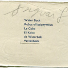 ALE - M.P. 889 - Eläinnelkku - Vesipukki - 1950-luvulta!!! - pikkukuva 2