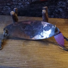 Bete Krokodil 60 Finland 12g - pikkukuva 2