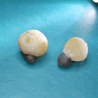 Kaksi kalsiitti - kalsiitti pallo palloa 153.80 ct Marokko - pikkukuva 3