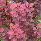 Japaninhappomarja 'Atropurpurea', siemeniä 50 kpl - pikkukuva 1