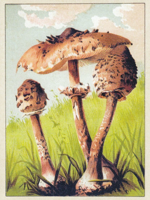 Ukonsieni (isohko kortti)