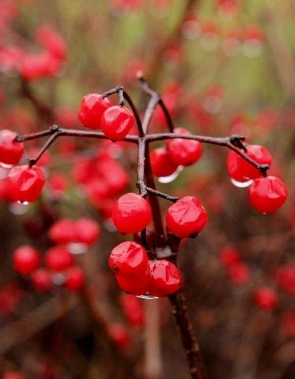 Nahkaheisi (Viburnum wrightii), siemeniä 20 kpl