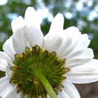 Merisaunio (Tripleurospermum maritimum), siemeniä 50 kpl - pikkukuva 2