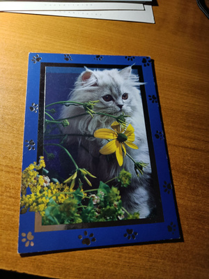 KISSA JA KUKKASIA