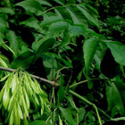 Saarni (Fraxinus excelsior), siemeniä 40 kpl - pikkukuva 1