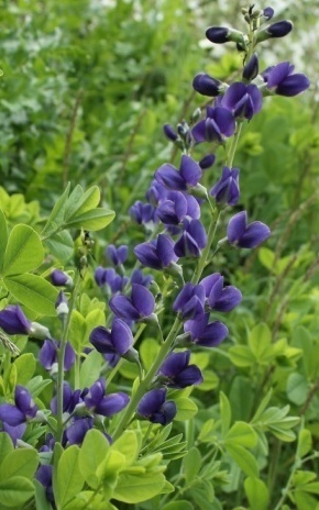 Sinietelänherne (Baptisia australis), siemeniä 30 kpl