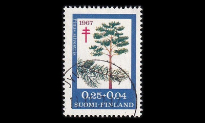 624 o Tuberkuloosi mänty Jyväskylä 11.11.67 (1967)