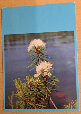 suopursu kukkii, foto Matti Tirri, kulkenut