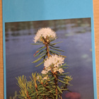 suopursu kukkii, foto Matti Tirri, kulkenut - pikkukuva 1