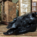Villisian (Sus scrofa) kallo ”Black” - pikkukuva 2