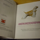 AMERIKANCOCKERSPANIELI ( Sis.postikulut ) - pikkukuva 2