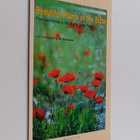 David Darom : Beautiful Plants of the Bible from the Hyss... - pikkukuva 1