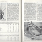Lintumies n:o 6 1985 Katso kuvat. - pikkukuva 4